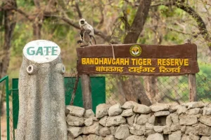 FAQS for Bandhavgarh