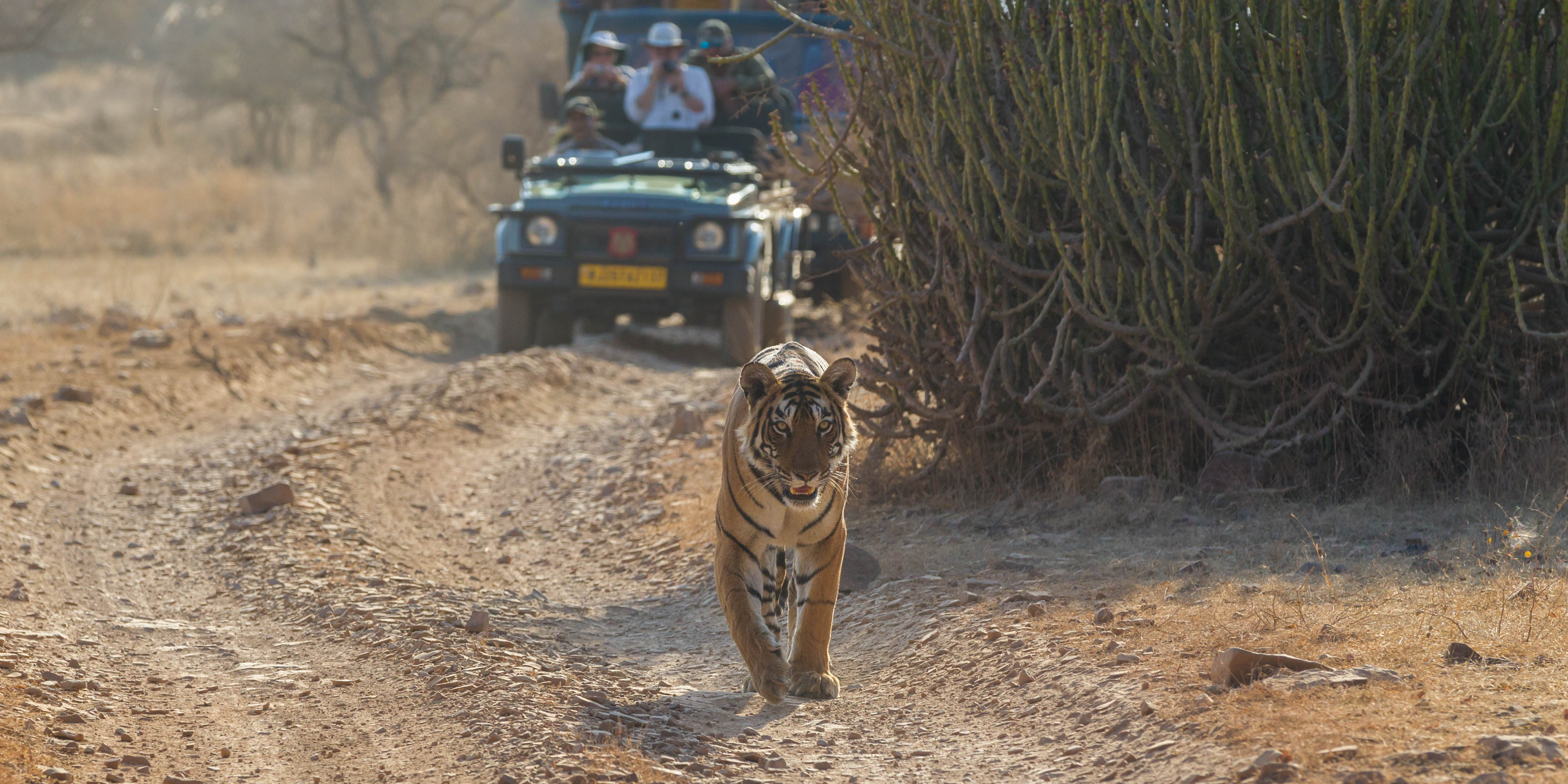 bandhavgarh National Park