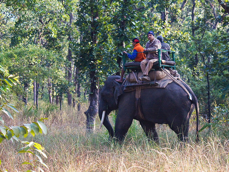 Elephant Safari